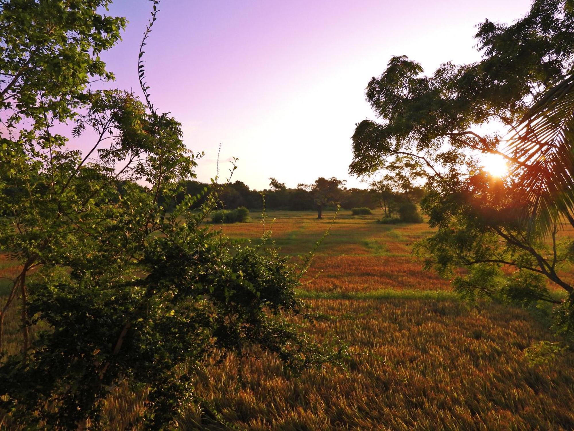 Green Sapphire Holiday Resort Wilpaththu Вилпату Екстериор снимка